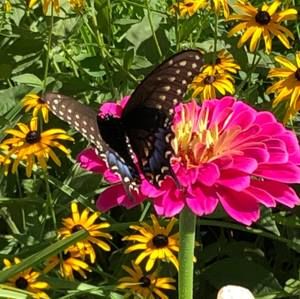 Meet your Posher, Melissa